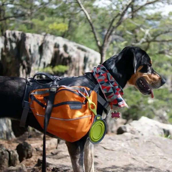 Chien, Materiel Canin, Randonnée, Usap Randos