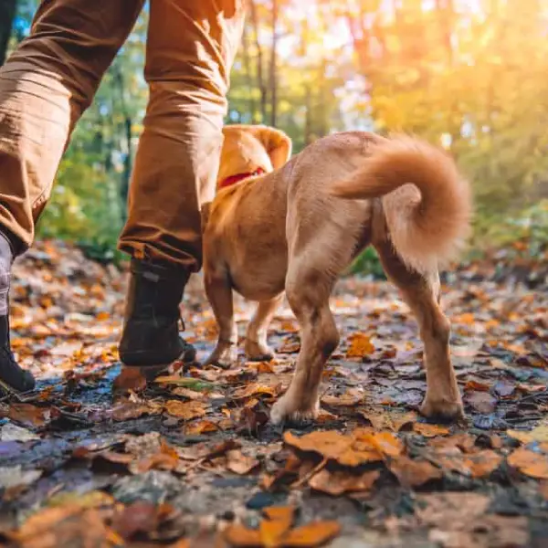 Chien Randonnee Montagne, Usap Randos