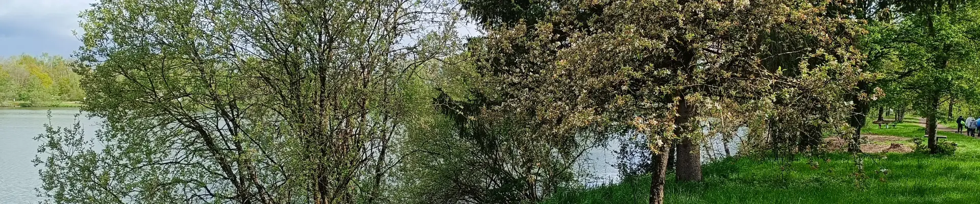 étang, Randonnée, Arbres, Usap, Usap Randos