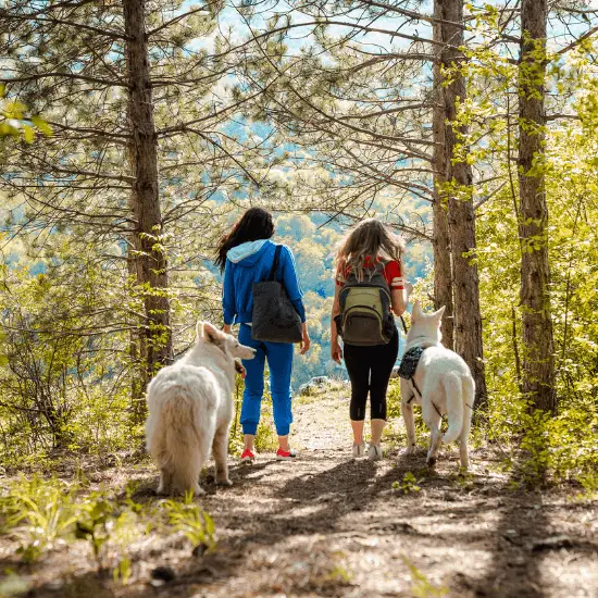 Rando Avec Son Chien, Usap, Usap Randos, Randonnées